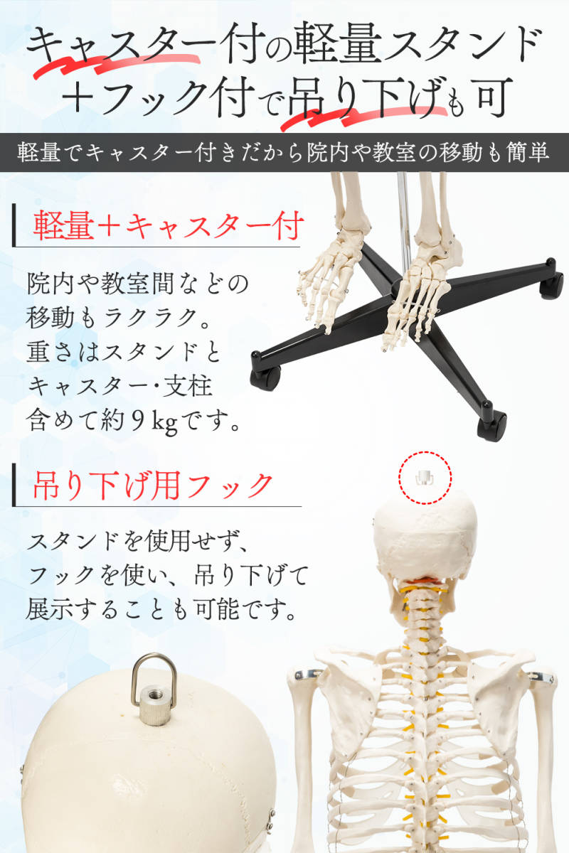 #1743 人体模型