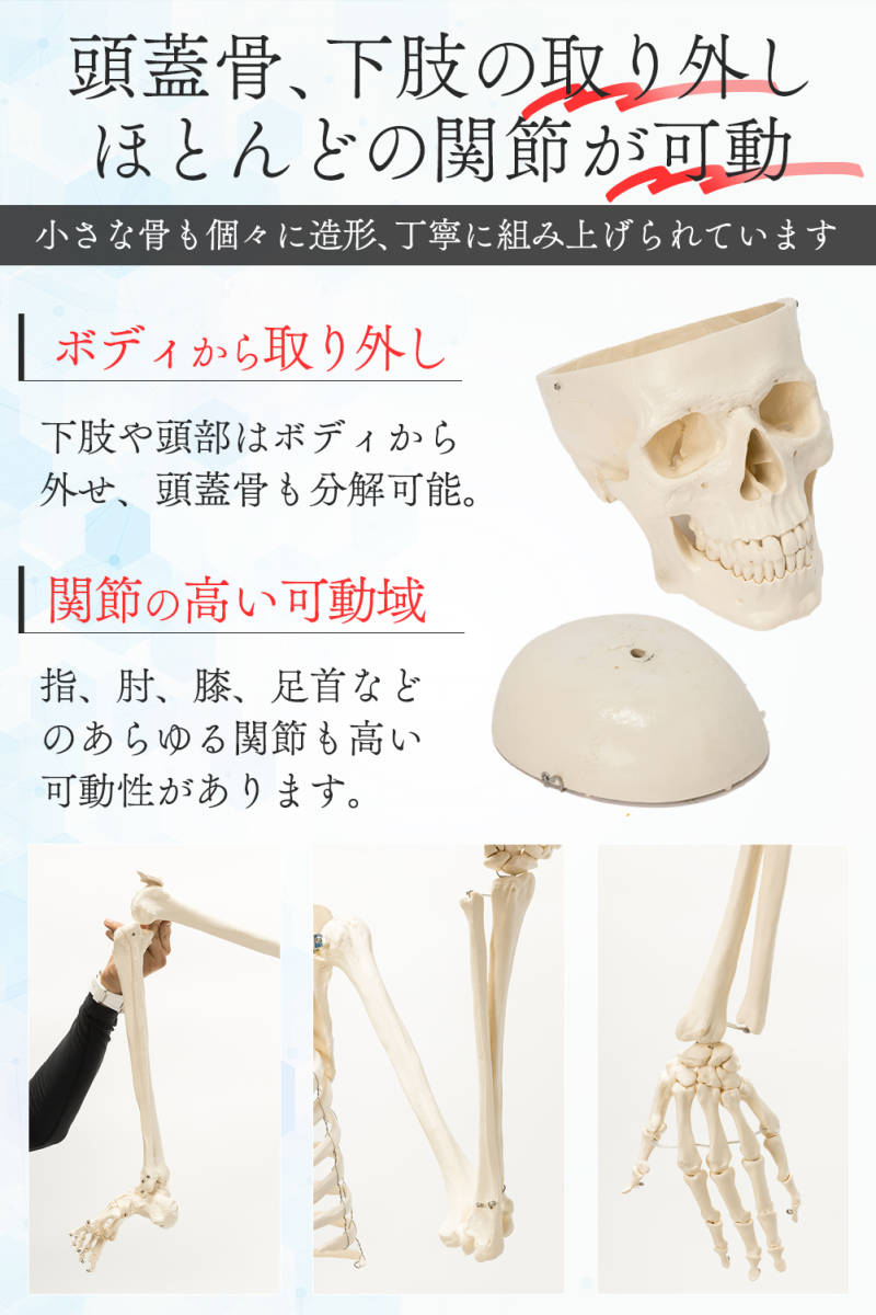 #1743 人体模型