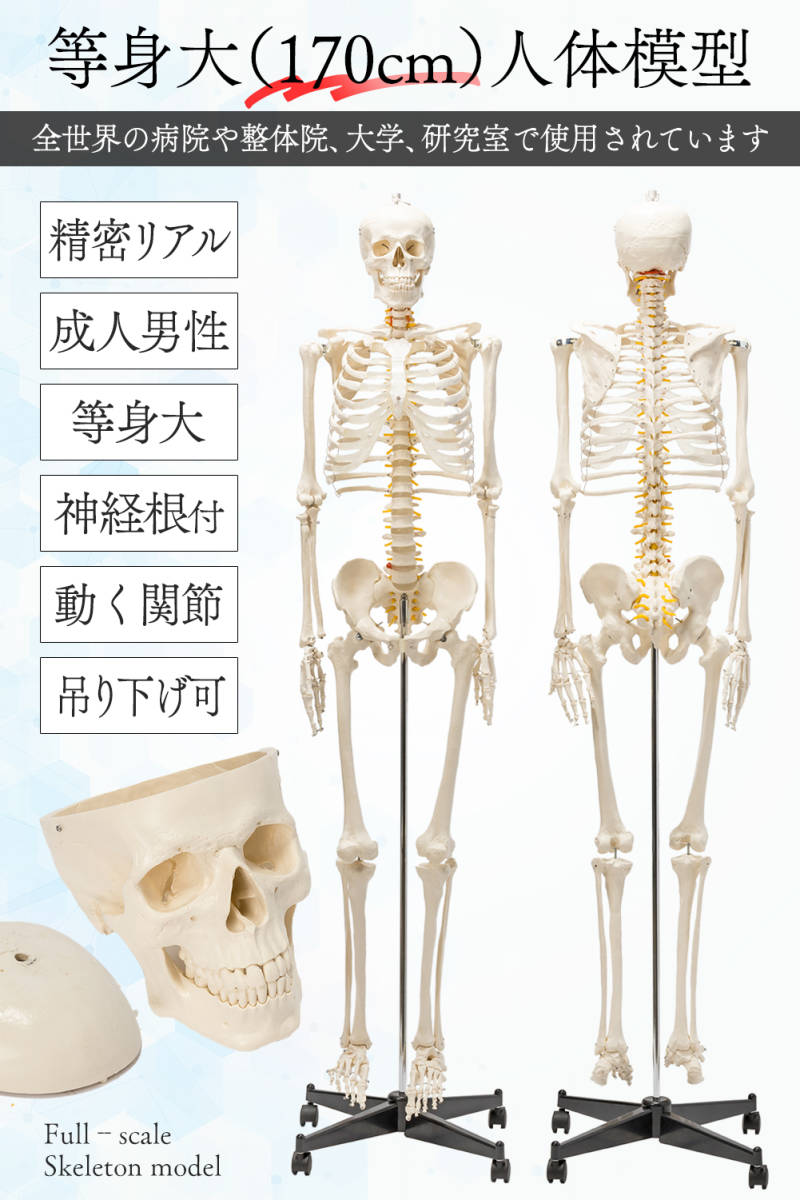 #1743 人体模型
