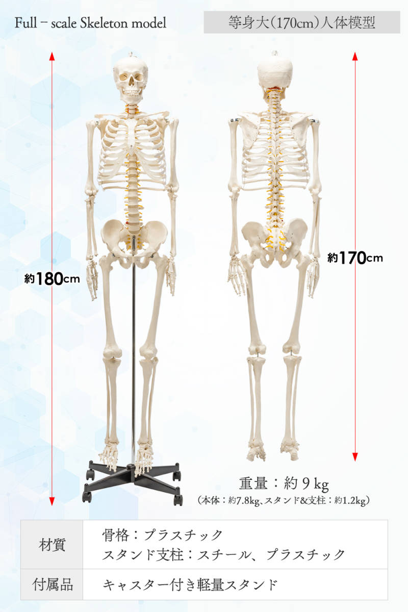 #1743 人体模型