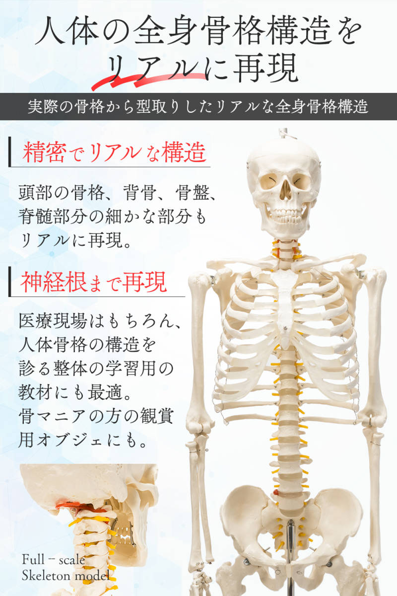 #1743 人体模型