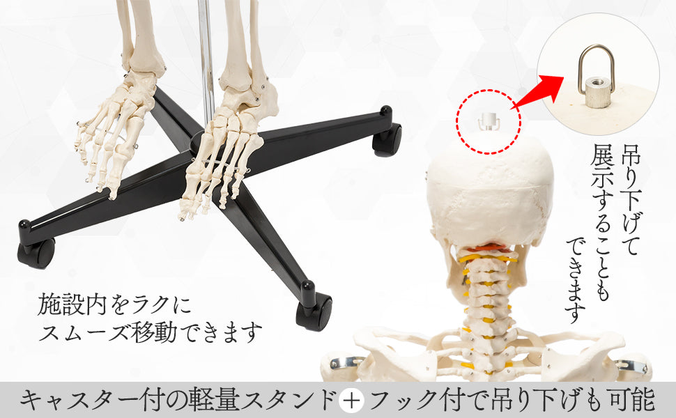 #1743 人体模型