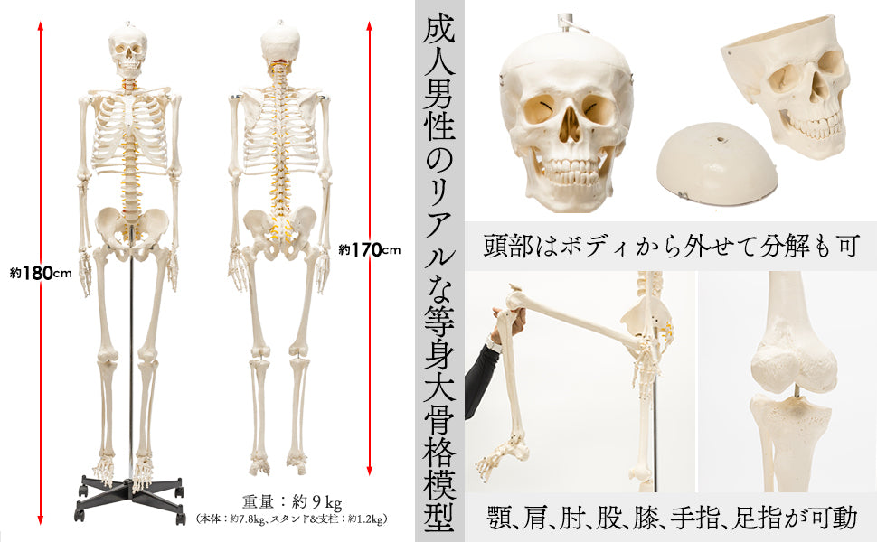 #1743 人体模型
