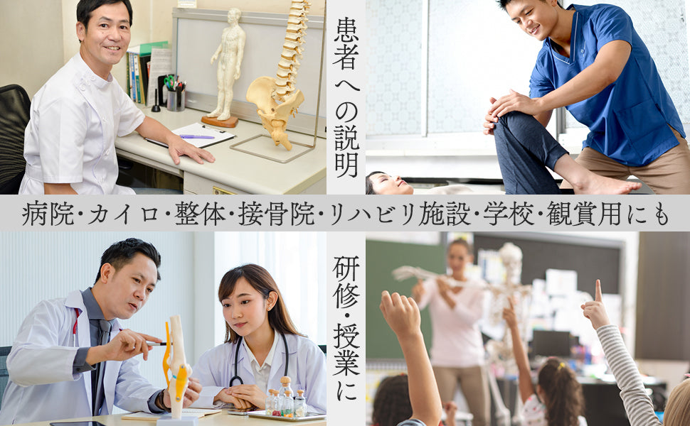 #1743 人体模型