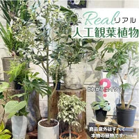 #2752 フェイクオリーブ120cm