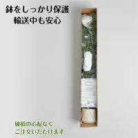 #3079　フェイクヤシ120cm