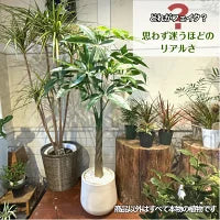 #2750 フェイクパキラ100cm白
