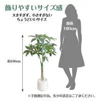 #2750 フェイクパキラ100cm白