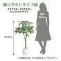 #2751 フェイクパキラ100cm黒