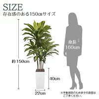 #3080　フェイクドラセナ150cm