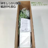#3080　フェイクドラセナ150cm