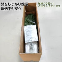 #3081　フェイクヤシ150cm