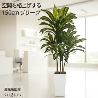 #3080　フェイクドラセナ150cm