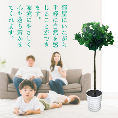 #1355 トピアリーボール, 120cm